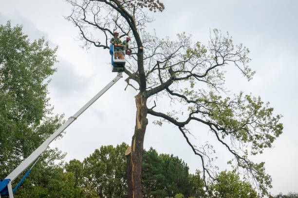 Tree Health Inspection in Ithaca, MI